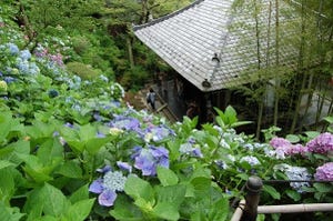 神奈川県鎌倉市はアジサイ咲き誇る梅雨がベスト! 厳選5スポット紹介