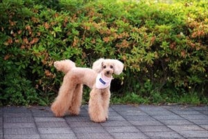 熱中症予防に!　夏の暑さと虫の襲来から猫・犬を守るアイテムが登場