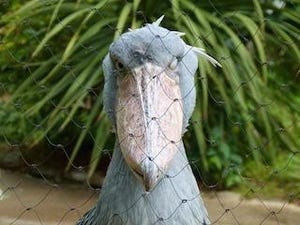 ウインクをするハシビロコウを激写 - 東京都・上野動物園