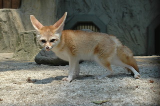 キツネの仲間"フェネック"の展示が開始 - 愛知県・東山動植物園