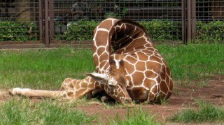 東京都・上野動物園のキリンの「ヒナタ」が5歳に