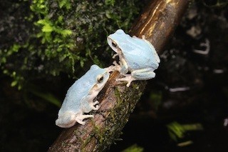 青色の「ニホンアマガエル」を展示 - 京都府・京都水族館