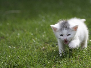 飼い主亡き後の愛猫はどうする!? 「死ぬまで猫と暮らしたい」開催