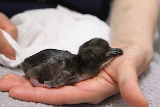 東京都・すみだ水族館で、マゼランペンギンの赤ちゃんを特別展示