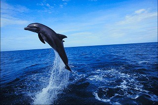 水族館の宿泊イベント「イルカと泊まろう」が開催