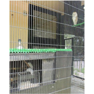 東京都・井の頭自然文化園が、フクロウとネズミを同居させた展示を開始