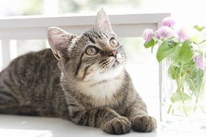 「猫ひっかき病」で人間が失明する!? 獣医師が解説