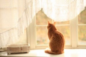 猫が獲物を持ちかえるのは飼い主へのプレゼント? - 獣医師が解説