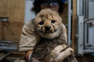 チーターに妊娠の兆候 - 静岡県・伊豆アニマルキングダム