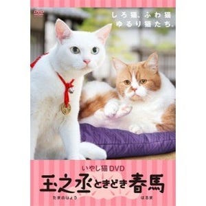 猫侍の玉之丞がワイモバイルのあの猫と共演! 猫まみれのDVD発売