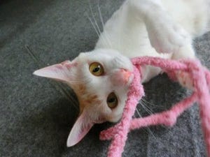 仕事の合間に猫の世話をする猫付きシェアオフィスがオープン