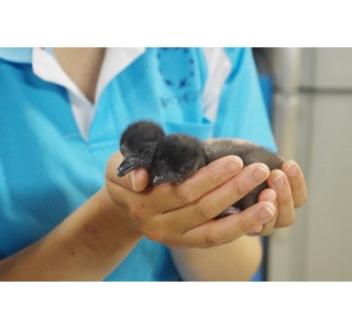 コガタペンギンのヒナ、すくすくと成長中