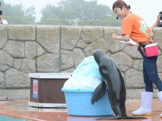 動物園のオットセイに、ジャンボかき氷をプレゼント