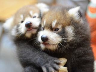 レッサーパンダの赤ちゃん、すくすくと成長中