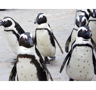 東京都・ららぽーと豊洲にふれあい移動水族館が登場!