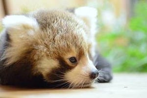 レッサーパンダの3つ子、順調に成長中