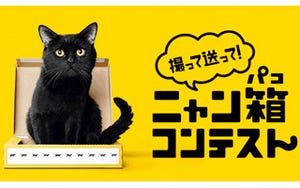 黒猫がクロネコヤマトの箱を組みたてる動画が公開中