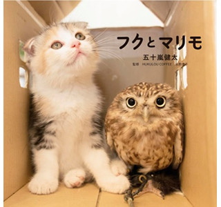 仲良しすぎるフクロウと子猫! 写真集発売