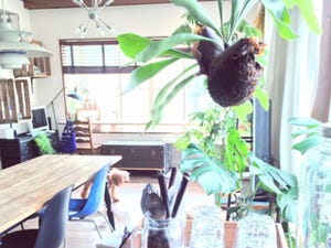 リビングを一層ステキに見せる! 観葉植物のオシャレな飾り方♪