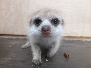 ミーアキャットの赤ちゃんの一般公開が開始