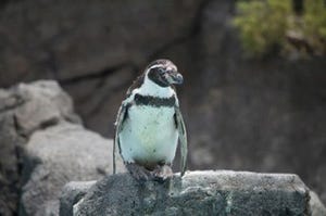 初めて雪を見たペンギンがとった可愛い行動