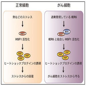 国立がん研、がん細胞増殖に必要なIER5遺伝子を発見 - 治療薬の創出も期待