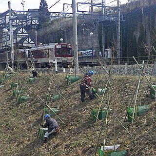 近鉄、観光特急「青の交響曲」投入に合わせ「吉野線 華いっぱい計画」展開