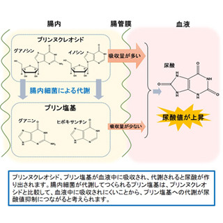 乳酸菌「ブレビス菌」を摂取すると、プリン体の吸収が抑制されることを確認