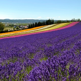 想像を超える風景! 北海道「ファーム富田」のラベンダーにまた会いたくなる