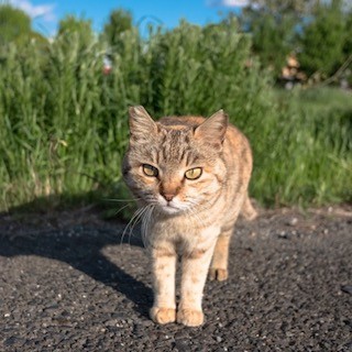 神保町の書店が猫まみれ! 猫本専門店で猫写真集のパネル展開催