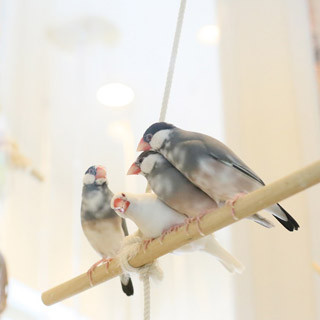 コキンチョウに文鳥も! 東京都・巣鴨に「ことりカフェ」4号店誕生