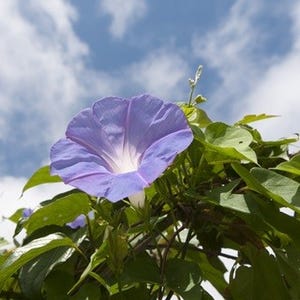 植物で涼をとる! オススメのグリーンカーテンや夏にぴったりな観葉植物たち