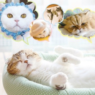 過去最大! 夏の本祭「ねこ休み展」にスター猫たちが大集結--新潟開催も決定