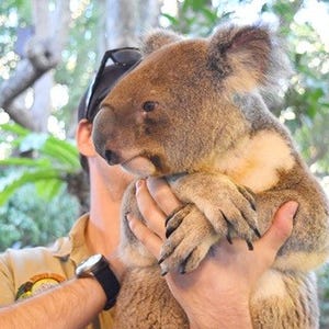 コアラの匂いは独特!? オーストラリア・ブリスベンで動物と戯れてきた