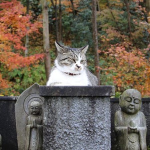 プロと「ネコ寺」へ!「癒やしの猫を撮る!」ツアー開催--2日目にはグルメも