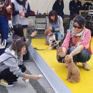 都心最大規模のワンちゃんイベント! 「駒沢公園わんわんカーニバル」開催