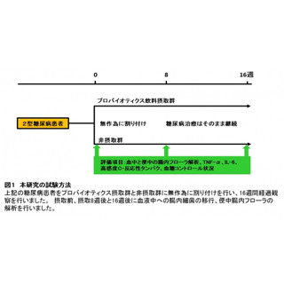 プロバイオティクス飲料の継続摂取が2型糖尿病患者にもたらす効果とは?