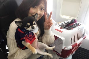 空でも愛犬と! JALのワンワンJETで沖縄4日間の旅へ--獣医師も一緒に