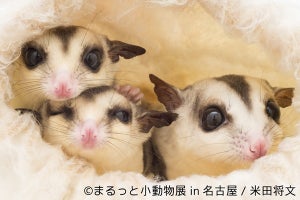 ハリネズミやモモンガで新年初癒し! 「まるっと小動物展」が名古屋でも開催