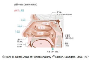 花粉の飛散時期に覚えておきたい「鼻づまり対策」とは