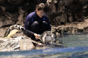 すみだ水族館、マゼランペンギンの赤ちゃんがプールデビュー! 名前発表会も