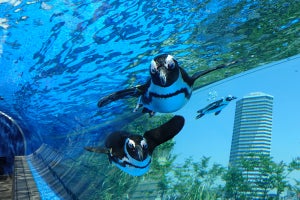 日本唯一の水族館プロデューサーが語る - 今行くべき水族館6選