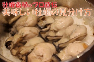 美味しい牡蠣の見分け方を牡蠣養殖のプロに聞いてみた