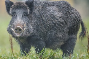 2019年の干支・猪の肉はダイエットに向いている?