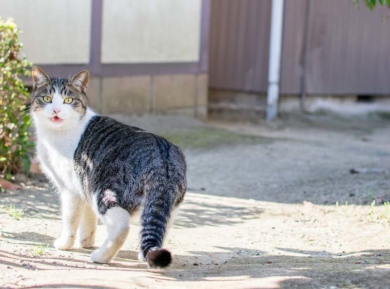 つい触りたくなってしまう、癒される猫の尻尾ふりふり7選