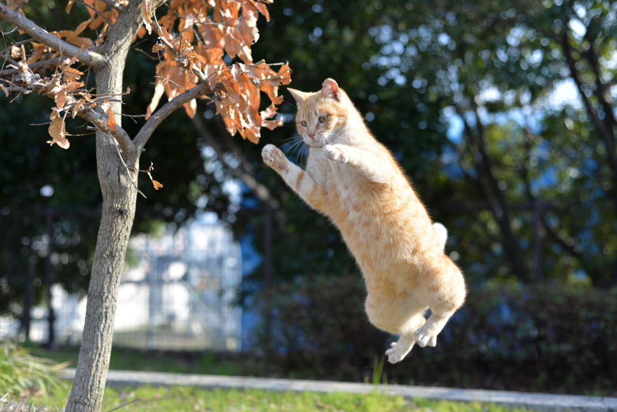 【話題】運動神経の悪すぎる猫