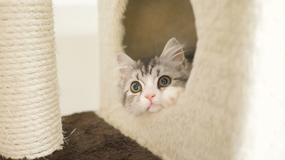 【羨ましい】飼い主が芸能人の猫たち