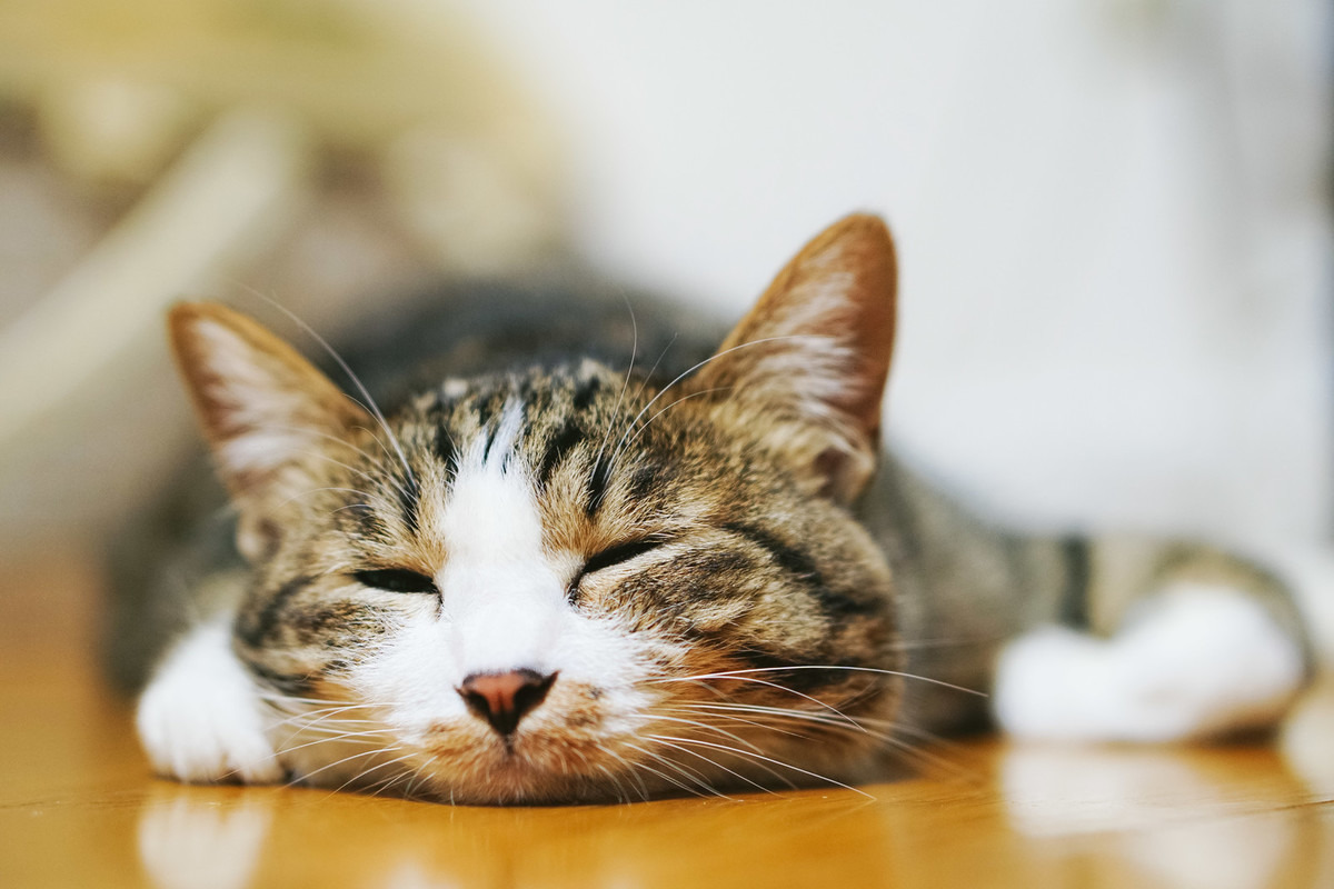 悪夢の5月病にかかった猫まとめ