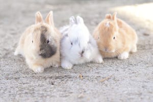 「可愛い」が渋滞！猫とうさぎの共同生活