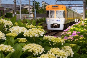 京王井の頭線、2万6,000株超える線路脇のあじさいが間もなく見頃に